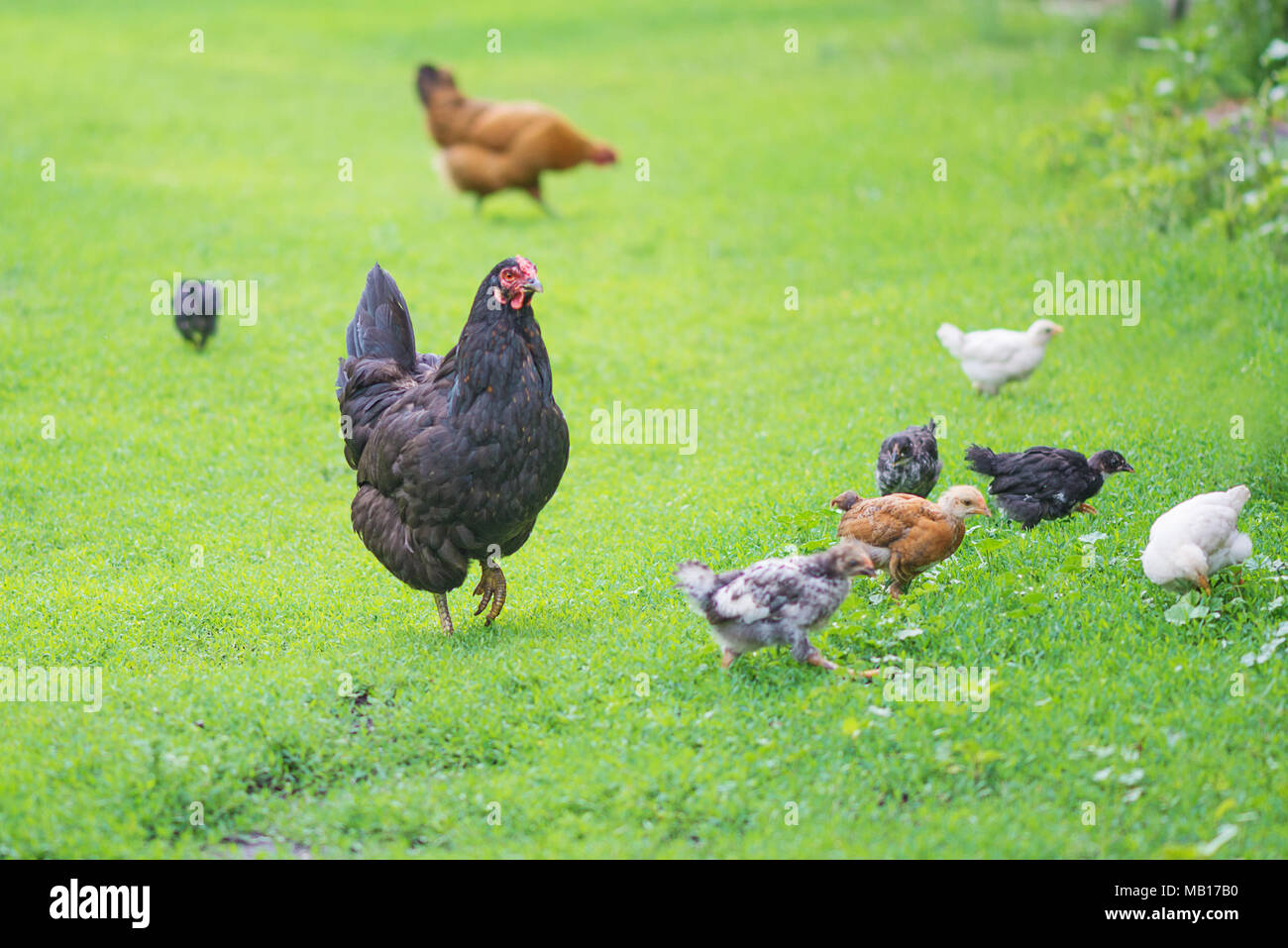 Jengibre y gallinas negra camina con pollos jóvenes sobre la hierba verde en el exterior Foto de stock