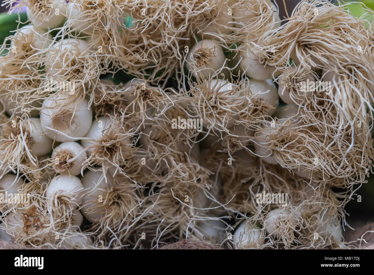 Von frischen Detailfoto Frühlingszwiebeln auf dem Markt von Palma de Mallorca Foto de stock