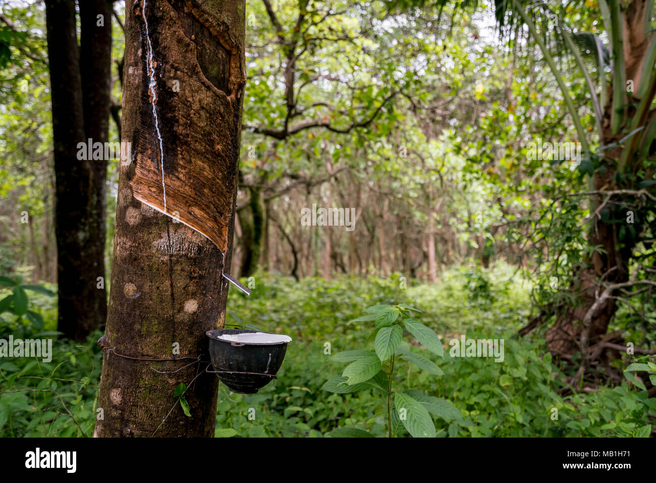 Caucho Líquido En Un Cubo Del árbol De Goma De Para En Songkhla, Tailandia  Foto de archivo - Imagen de aspire, hermoso: 136714978