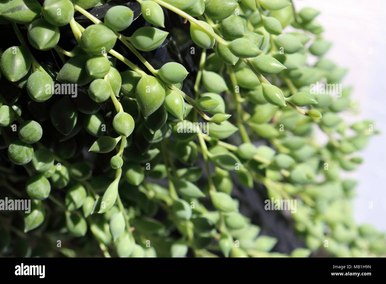 Collar de perlas planta Senecio Rowleyanus Fotografía de stock - Alamy