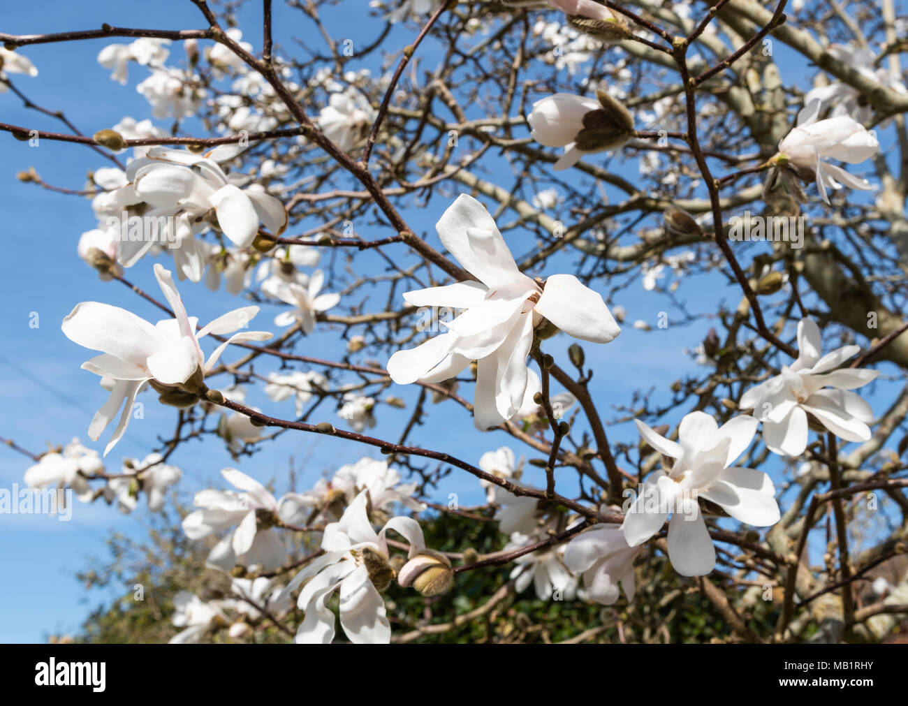 Magnolia stellata (Star Magnolia) que florece en primavera antes de las hojas crecen, en West Sussex, Inglaterra, Reino Unido. Foto de stock