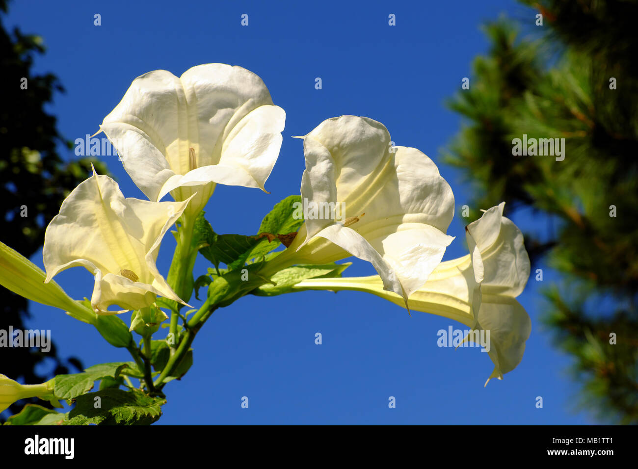 Flor de lirio blanco, un árbol urbano popular como planta decorativa con forma de trompeta en la ciudad de Da Lat, esta planta muy tóxicos, tóxicos y peligrosos, blanco B Foto de stock