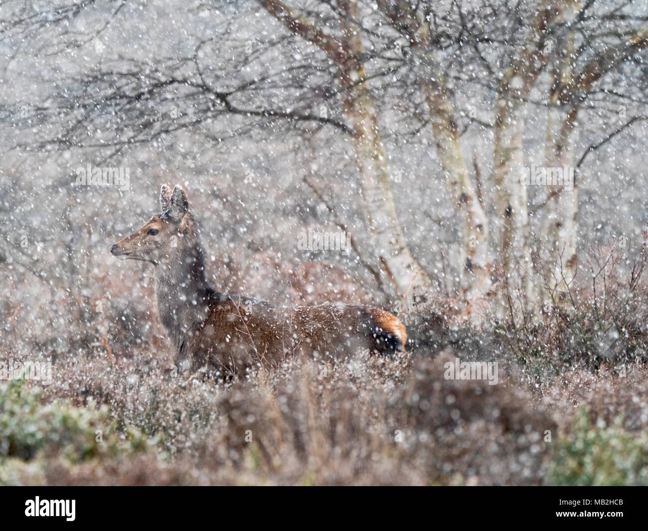 Ciervo rojo Cervus elaphus hinds en Blizzard en reserva RSPB Minsmere Heath en febrero Foto de stock