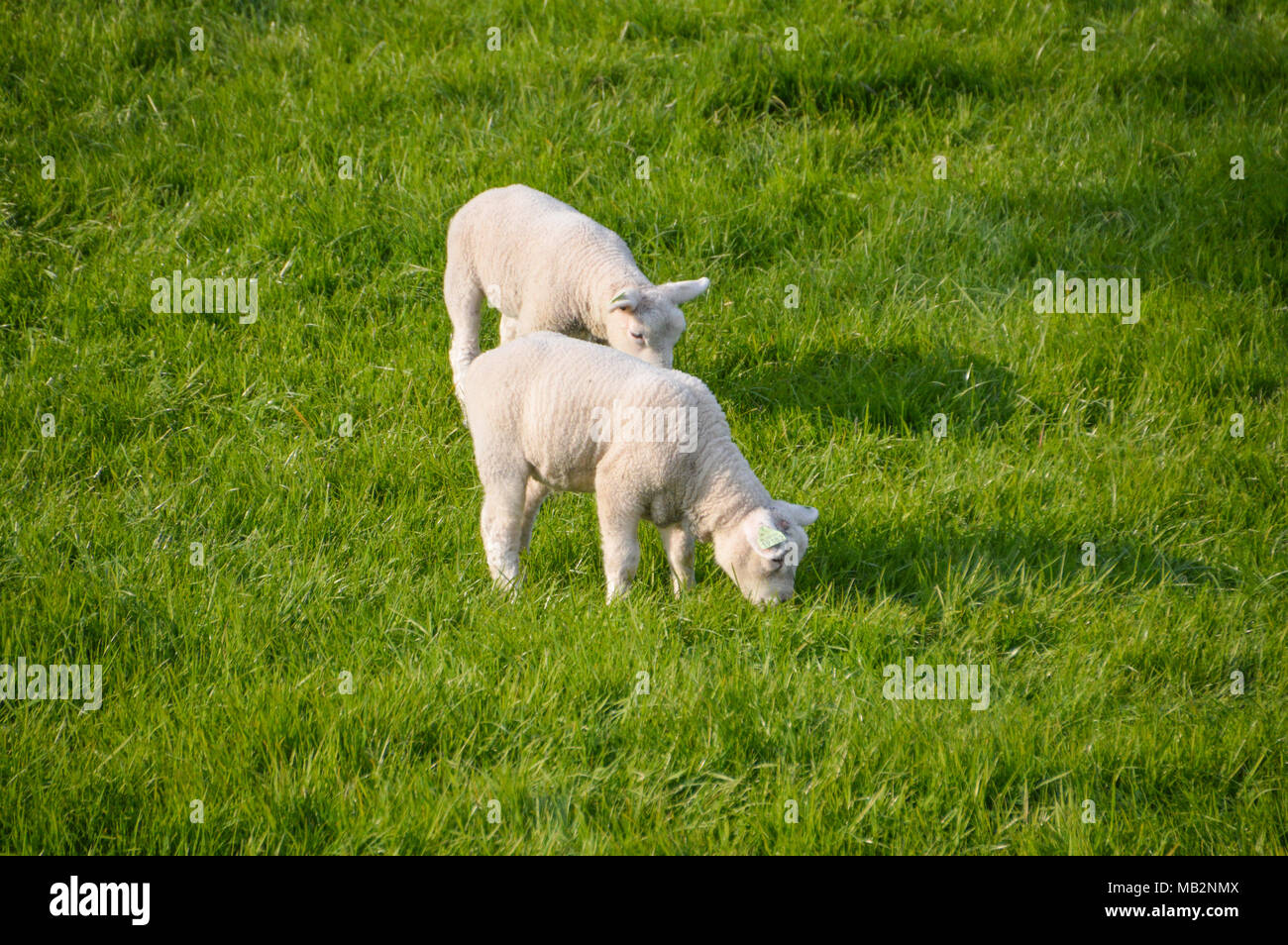 Los corderos comiendo hierba Foto de stock