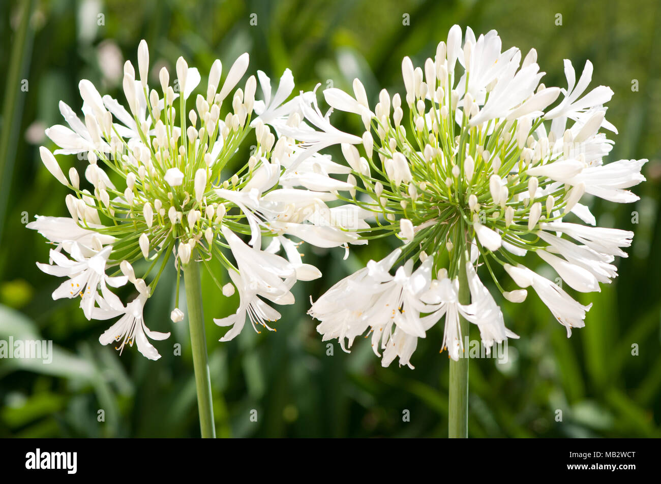 Agapanthus blancos cabezas de flores Foto de stock