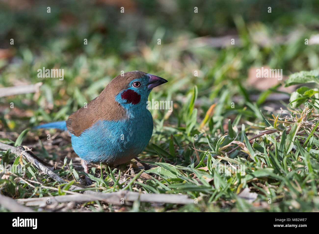 Rojo-cheeked Cordon Bleu (Uraeginthus bengalus), Awasa, Etiopía Foto de stock