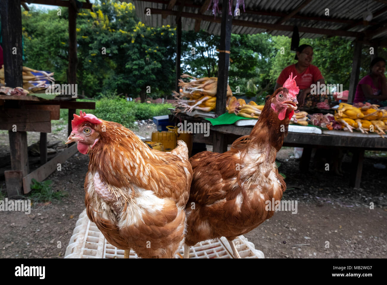 DeadDead y gallinas vivas están para la venta en el mercado en el estado de Kayah Demoso Foto de stock