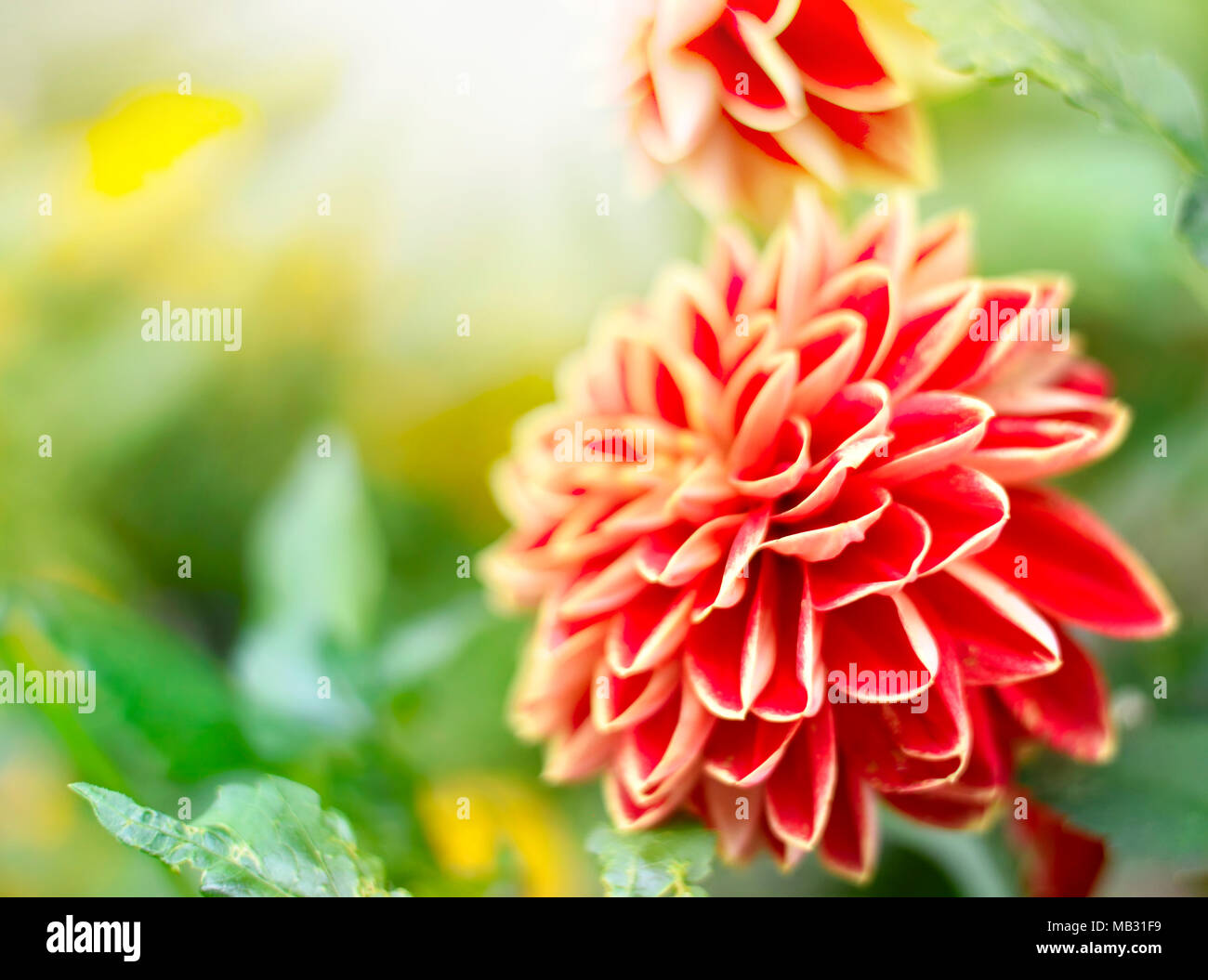 Dalia flores al sol con el enfoque selectivo y copie el espacio. Fondo de primavera o verano. Foto de stock