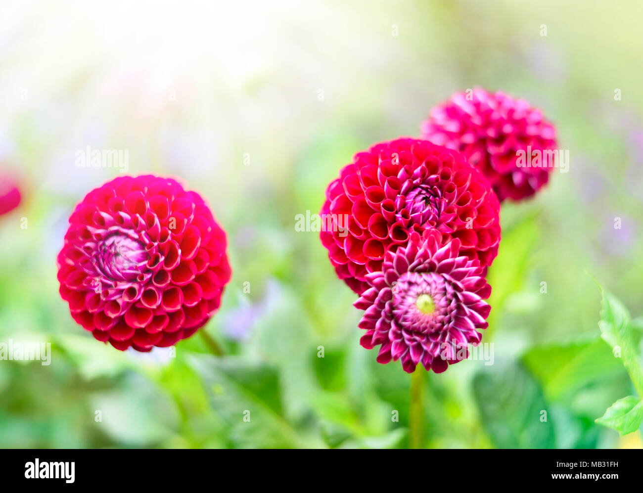 Dalia flores al sol con el enfoque selectivo y copie el espacio. Fondo de primavera o verano. Foto de stock