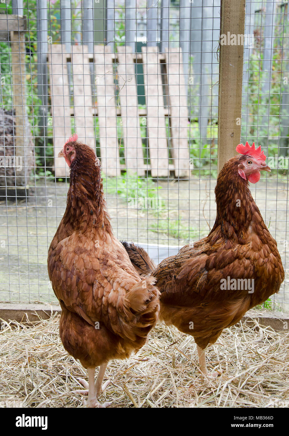 GLASGOW, Escocia, el 23 de agosto de 2013: dos gallinas ISA Brown se encuentran una junto a la otra. Foto de stock