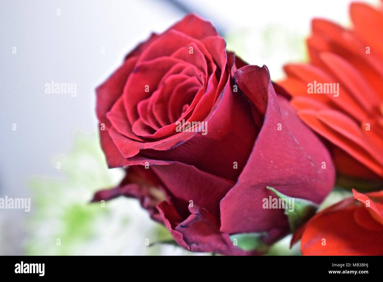 Rosa del cielo fotografías e imágenes de alta resolución - Alamy