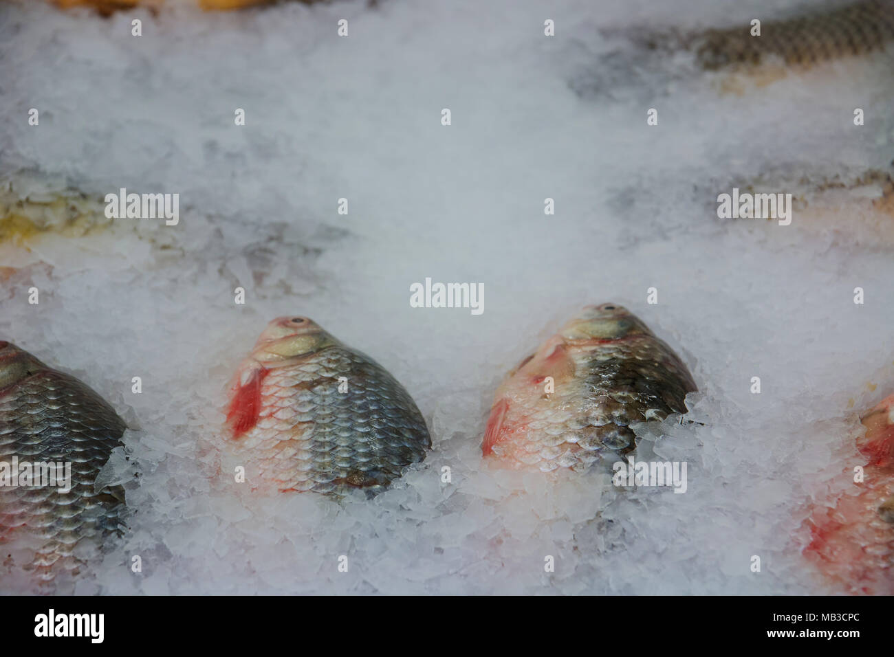 Las condiciones de almacenamiento del pescado fresco en cubitos de hielo  Fotografía de stock - Alamy