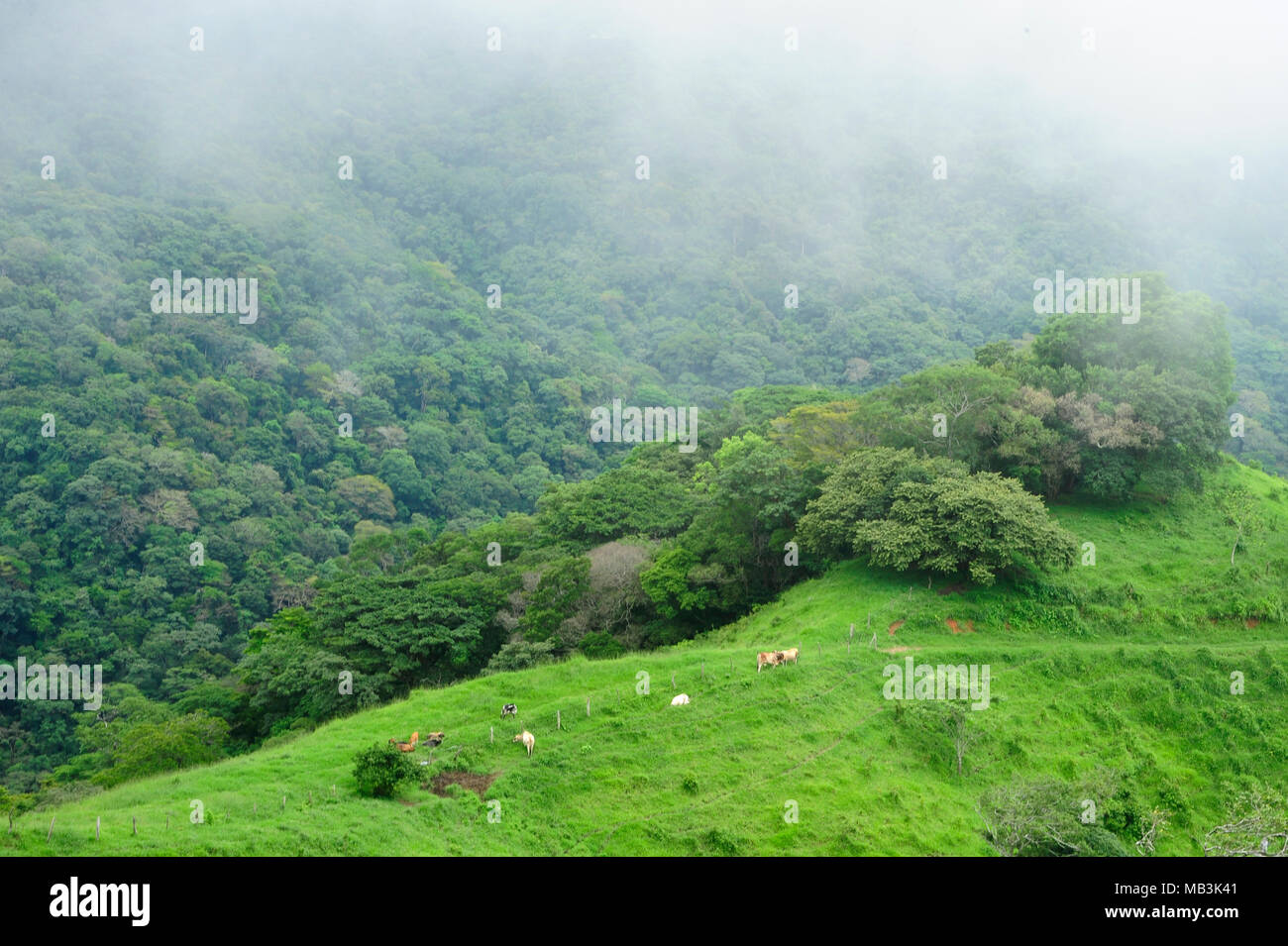 Vacas pastando salpican el paisaje bucólico en Costa Rica. Foto de stock