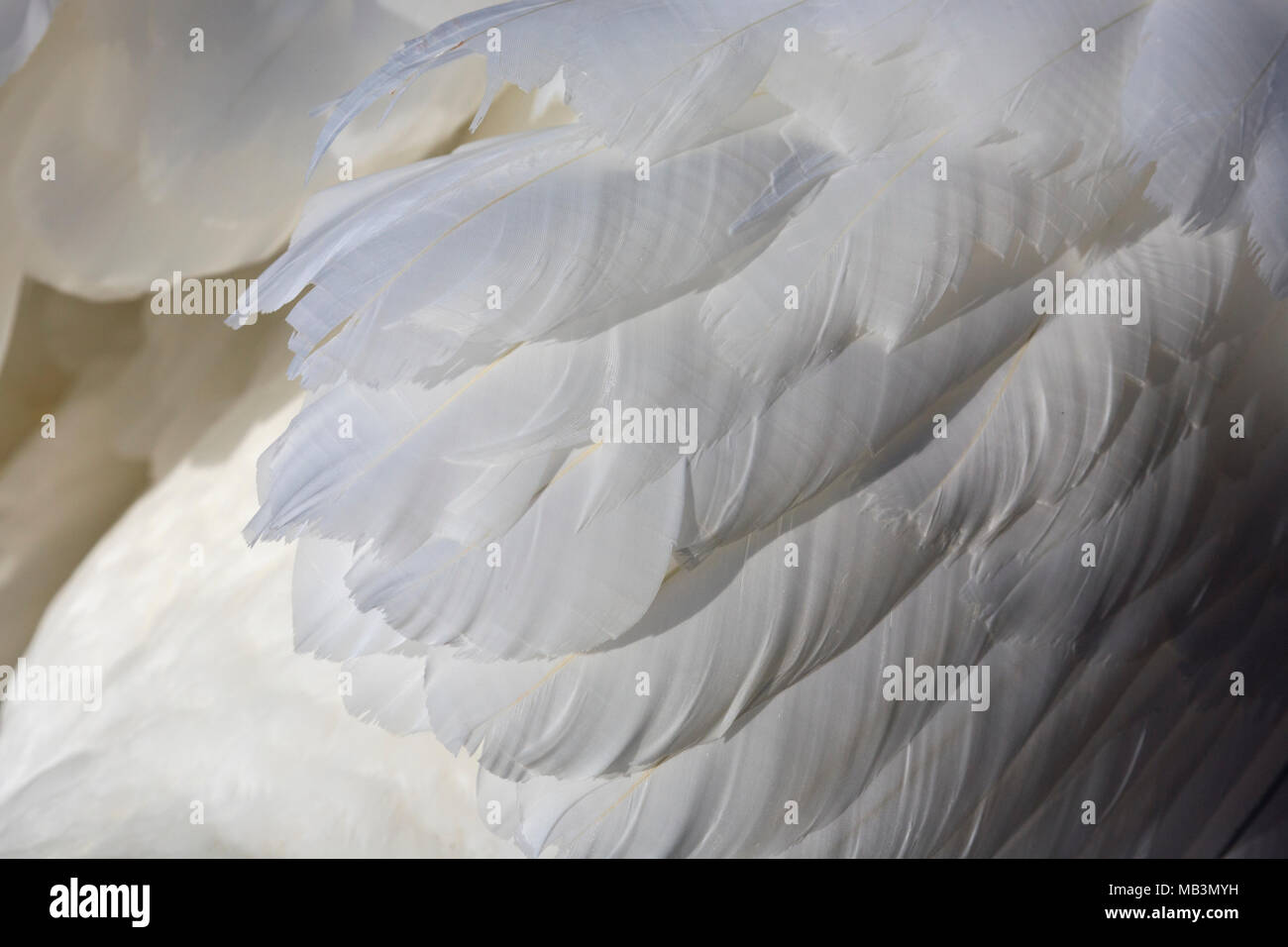 Detalle de plumas de cisne blancas Foto de stock