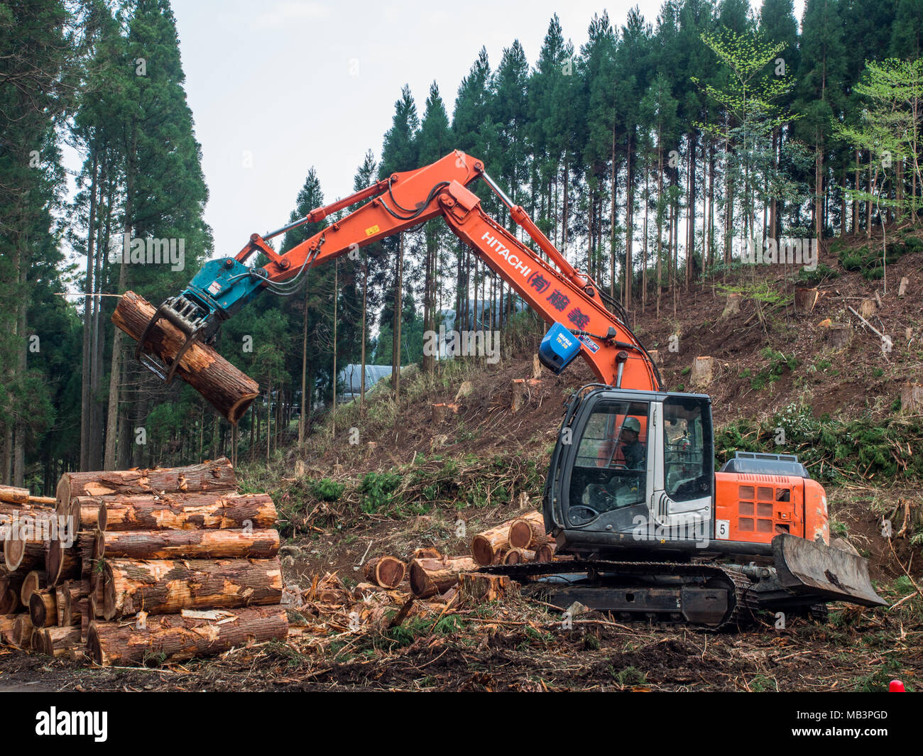 Apilamiento de excavadora Hitachi Cryptomeria japonica, cedro japonés, sugi registros por carretera, Kobaru, Oita, Kyushu, Japón. La silvicultura la producción de madera. Foto de stock