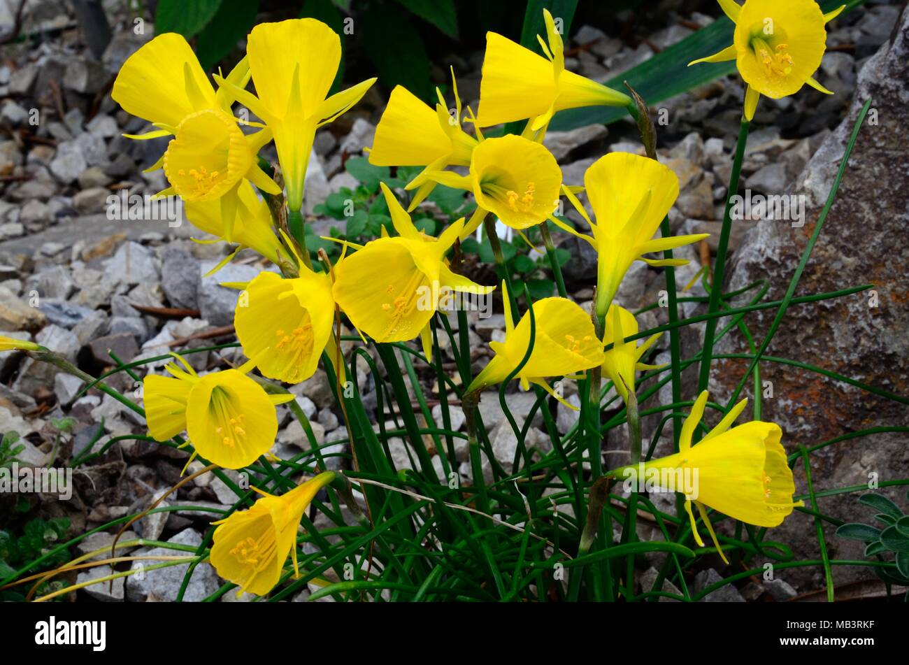 Narcissus bulbocodium amarillo hoop petticoat petticoat narciso flores primaverales Amaryllidacae familia amarilla Foto de stock