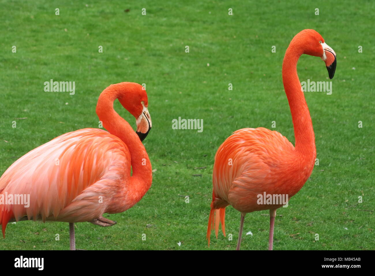 Un par de coloridos flamencos, cuyo color naranja es muy llamativo plumaje contra el pasto verde fresco de la primavera Foto de stock