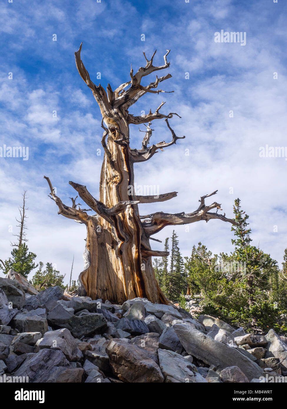 En los pinos bristlecone Wheeler Peak Grove en Great Basin National Park cerca de Baker, Nevada Foto de stock