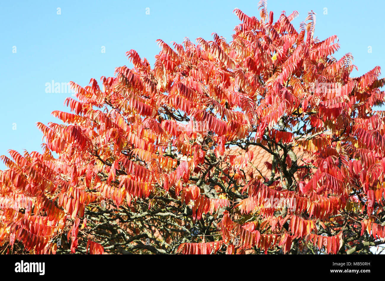 Hojas rojas las ramas de los árboles sobre un cielo azul Foto de stock