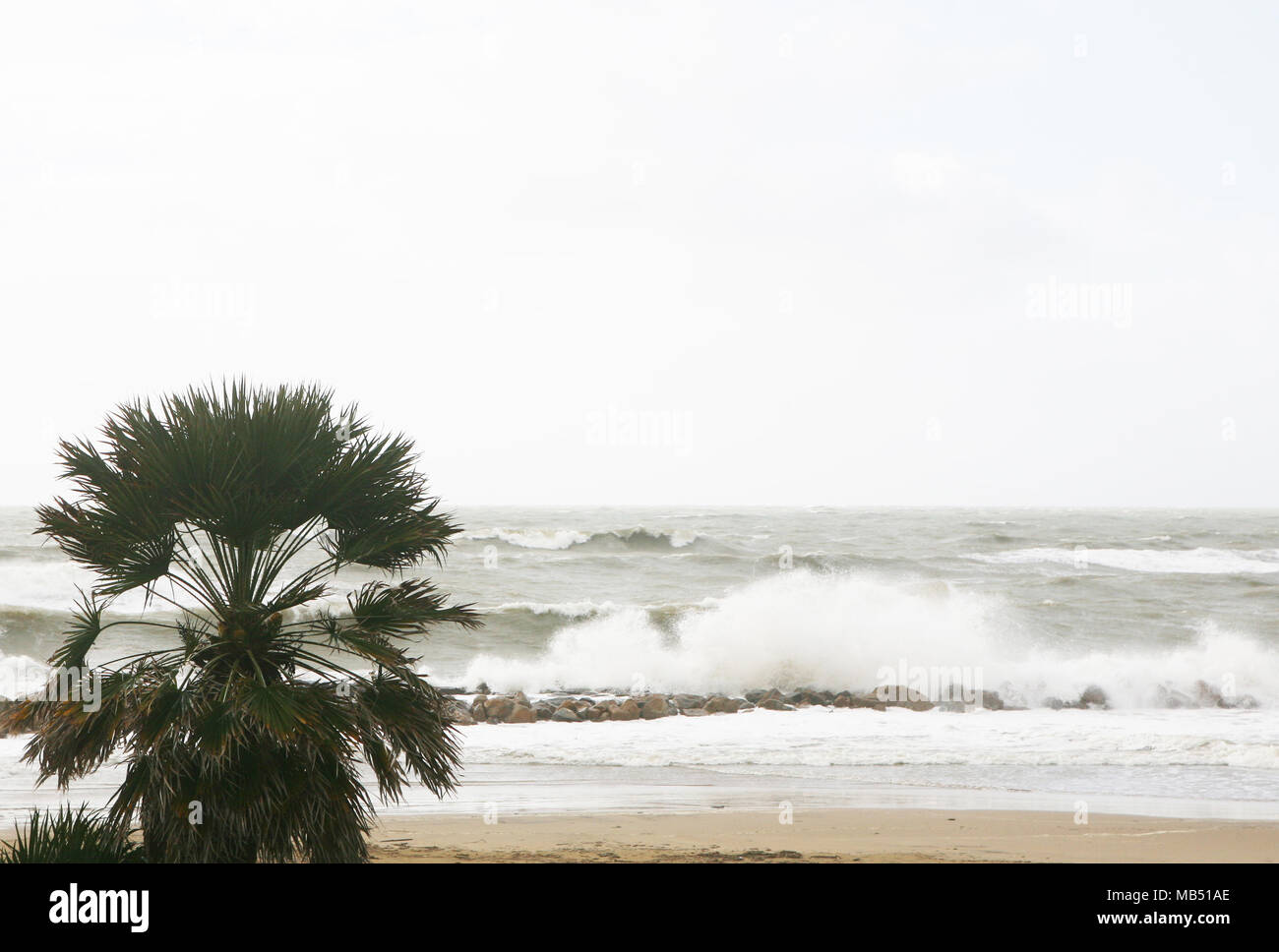 Palmera durante una tormenta de mar, Santa Severa, Italia Foto de stock