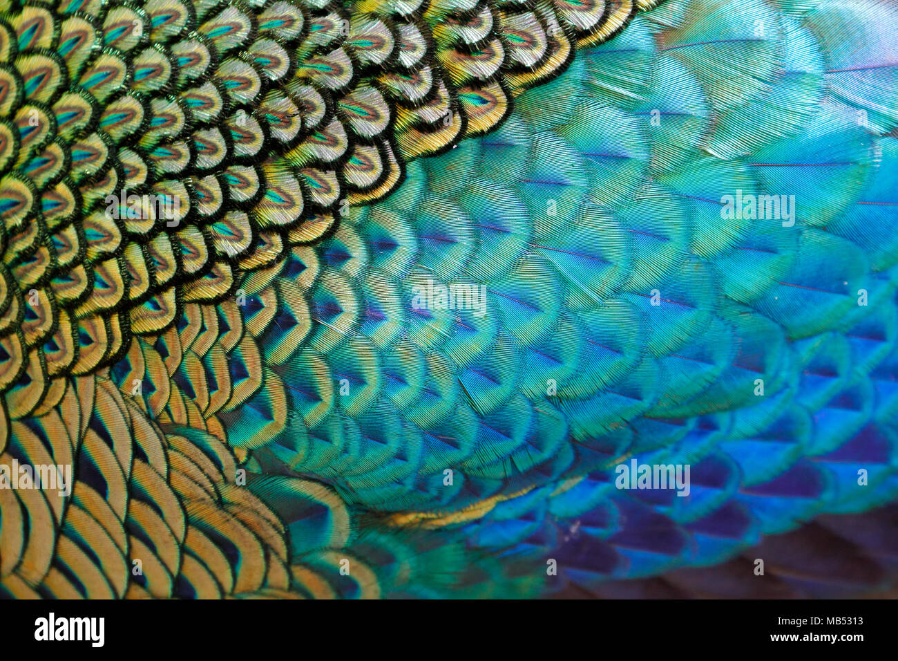 Bello plumaje del macho verde / peafowl peacock (Pavo muticus) superficial (DOF) Foto de stock