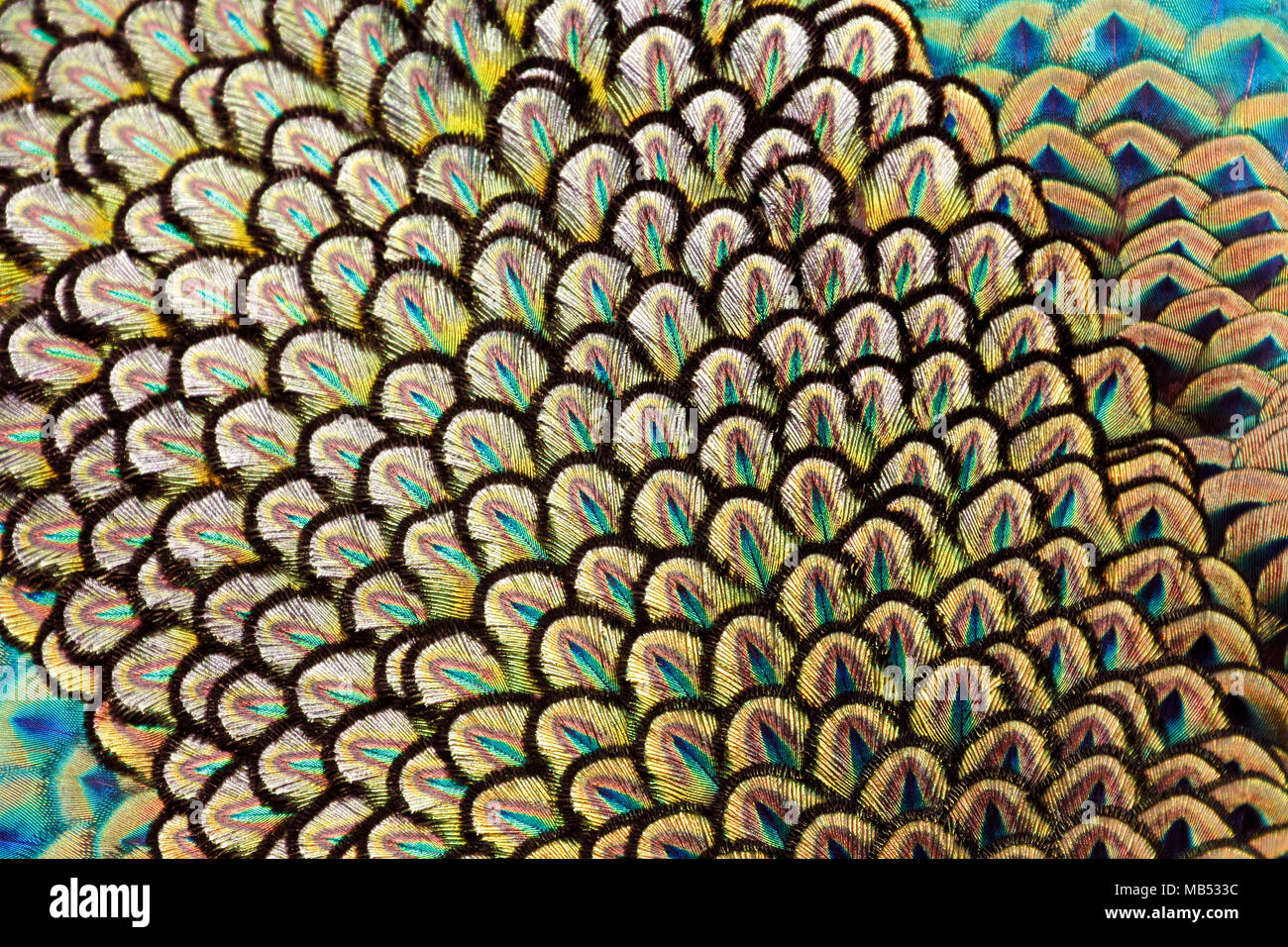 Detalle de plumas del dorso del macho verde / peafowl peacock (Pavo muticus) superficial (DOF) Foto de stock