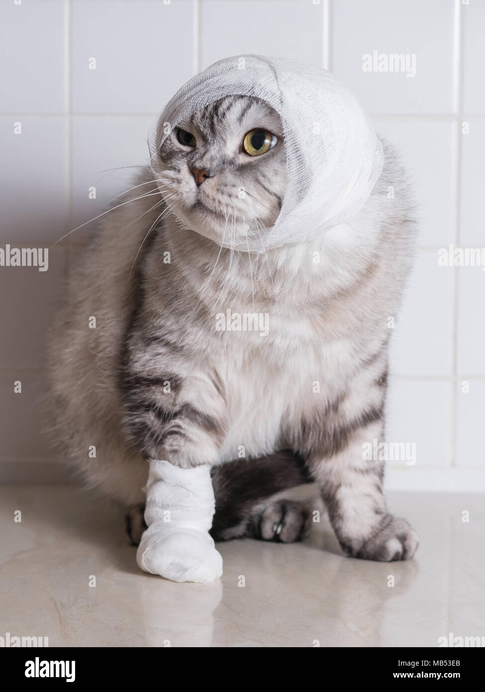 Un gato doméstico con un vendaje. Una herida en la cabeza y la pata. La  protección de los animales Fotografía de stock - Alamy