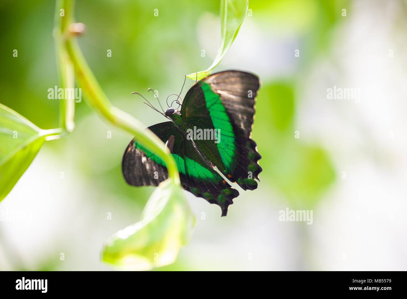 Especie de mariposa esmeralda (Palinurus Papilio) aferrándose a una hoja. Foto de stock