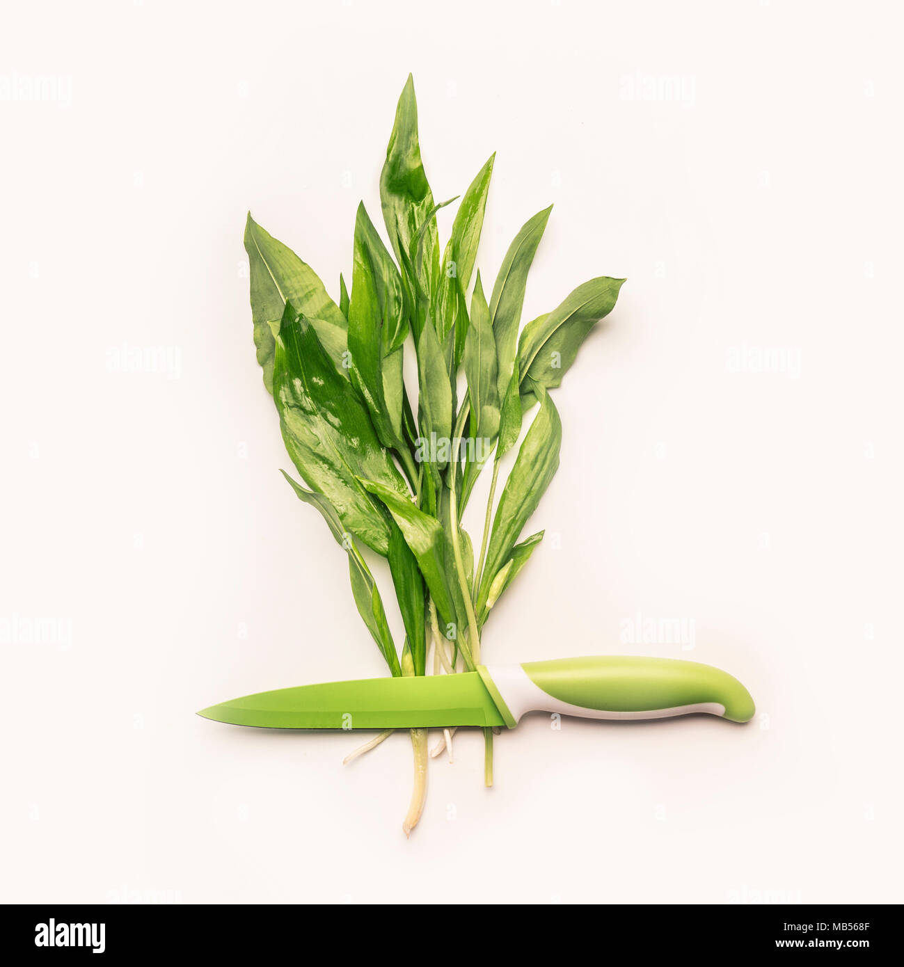 Diseño creativo con ajo silvestre de hojas verdes frescas y cuchillo sobre fondo blanco. Estacional de alimentos saludables, recetas y comer concepto Foto de stock