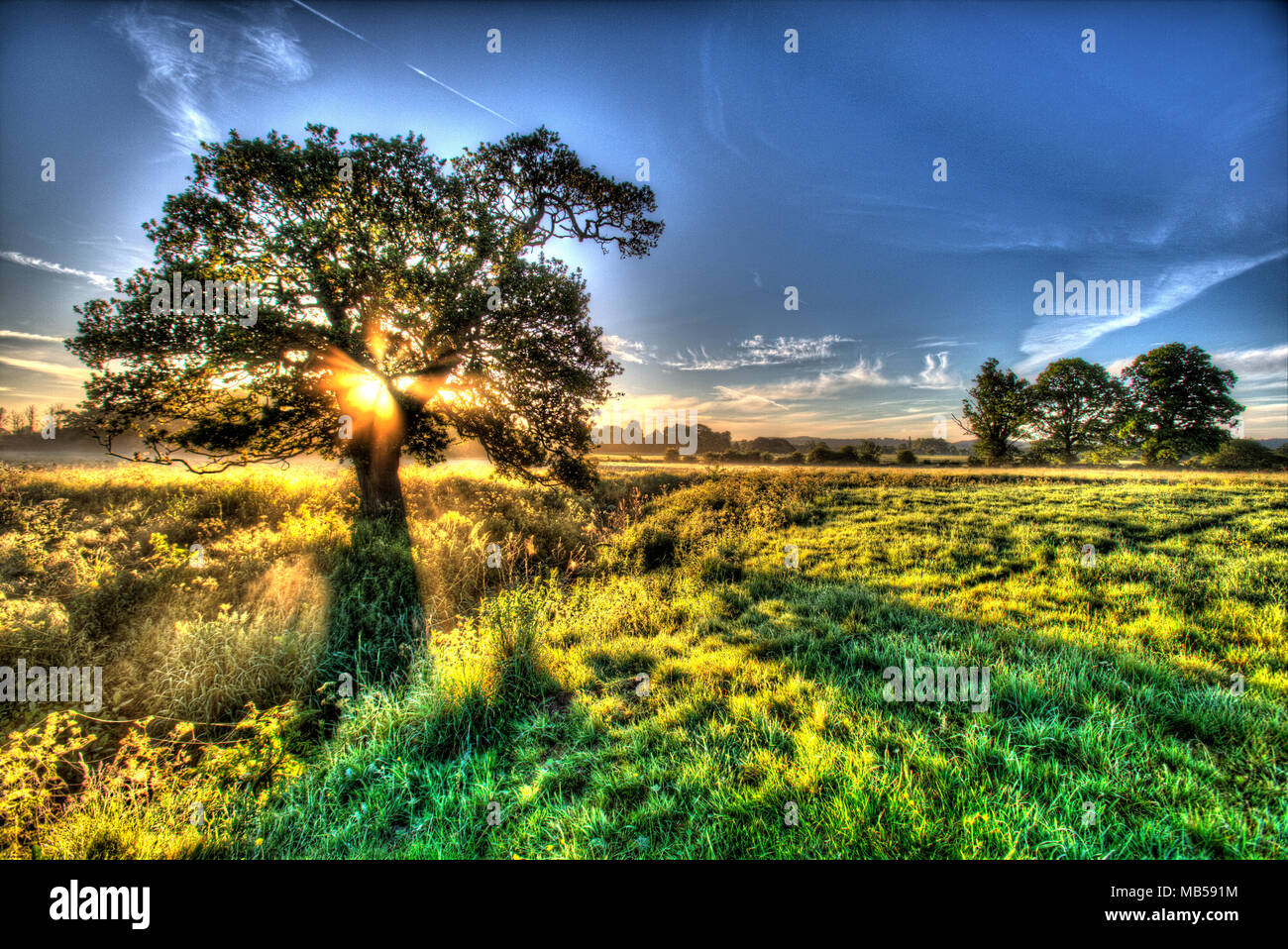 Aldea de Coddington, Inglaterra. Amanecer artístico sobre una pastura campo agrícola y árbol de roble en la zona rural de Cheshire. Foto de stock
