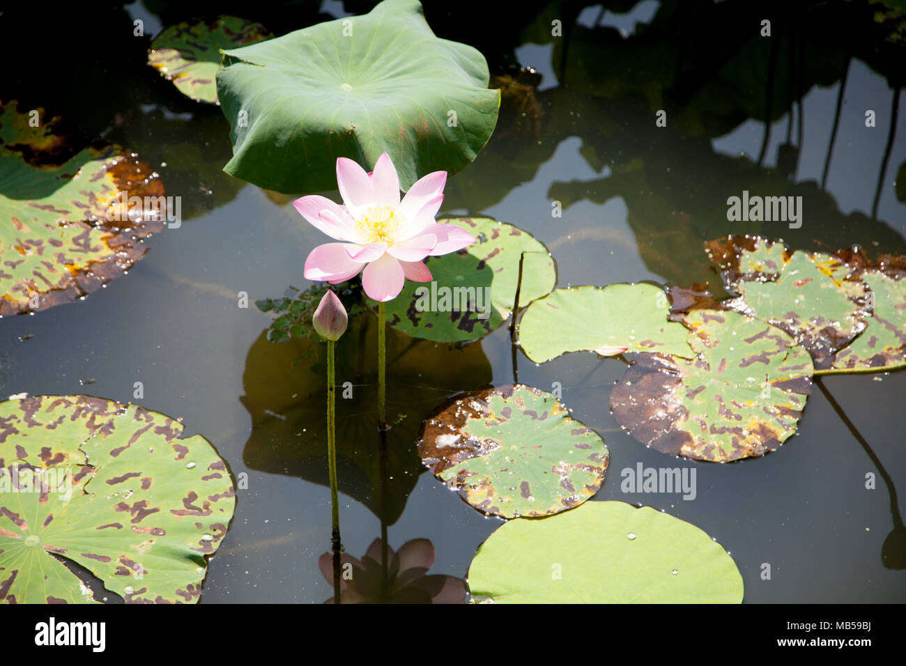 Flores de Loto y hojas en un estanque, Jeon-ju, Corea del Sur de la ciudad  Fotografía de stock - Alamy