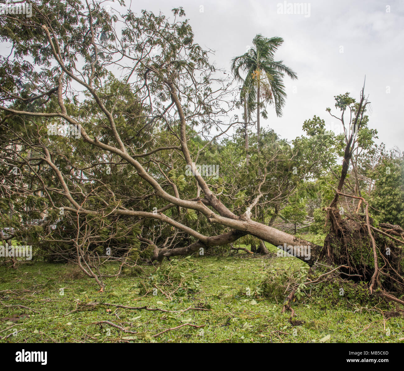 Árbol caído después del ciclón Marcus hit Parque Bicentenario en la costanera en Darwin, Australia Foto de stock