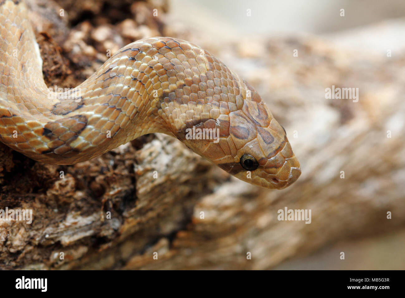 Disparo a la cabeza bandas Oligodon fasciolatus kukri (serpiente) un no-serpiente venenosa pero tienen afilados dientes traseros, que se encuentra en el sudeste de Asia Foto de stock
