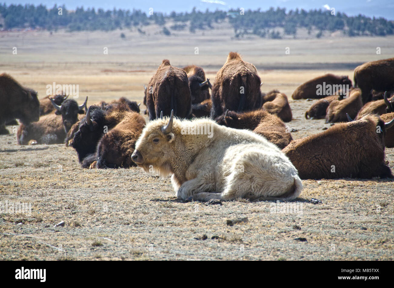 Un bisonte o búfalo blanco, pensado para ser sagrado para muchas tribus de indios nativos americanos, sentada con su rebaño cerca Hartsel, Colorado. Foto de stock
