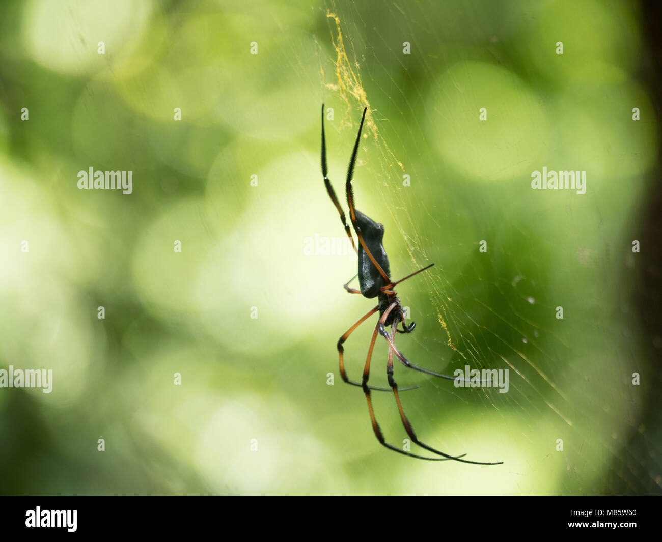 Ángulo lateral y visible de los colmillos de un Golden orb-araña tejedora en un web en Seychelles Foto de stock