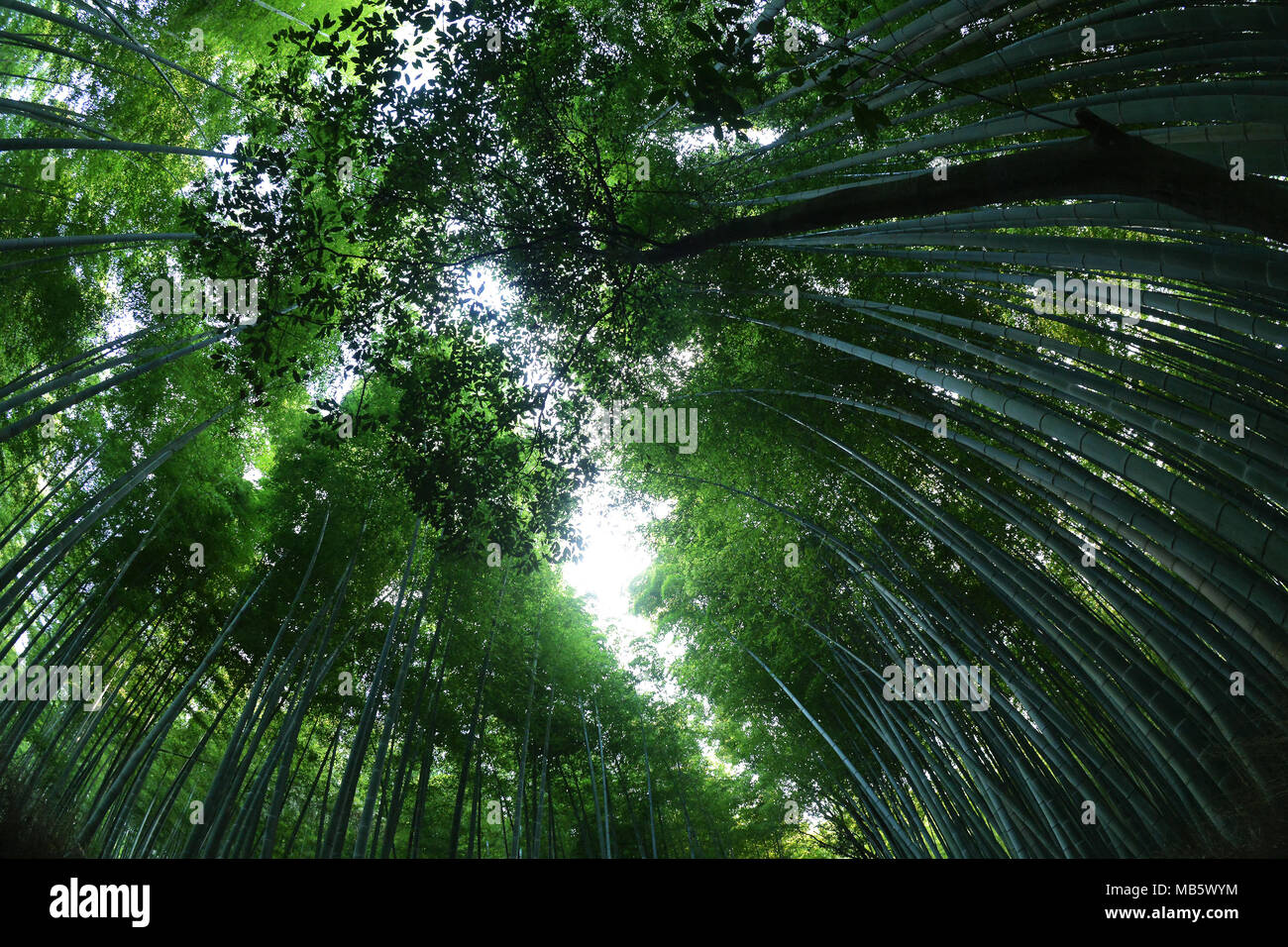 Bosque de bambu, Japón Foto de stock