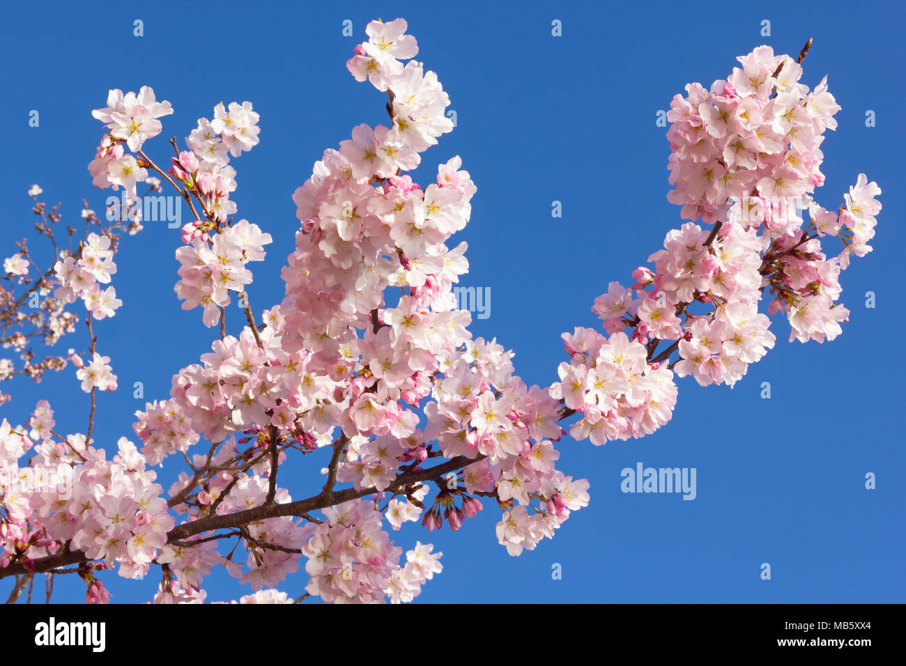 La abundancia de flores en una rama del árbol de cerezo contra un cielo azul  claro. Close-up de delicadas flores de cerezo rosa sobre un fondo azul  Fotografía de stock - Alamy