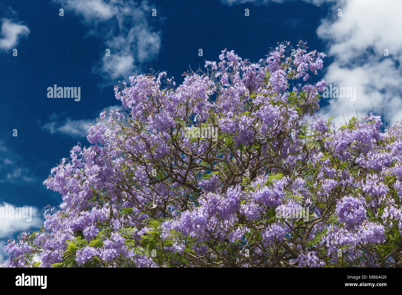 Un árbol de Jacaranda (familia Bignoniaceae) en plena floración en Kalamunda, Perth, Australia Occidental Foto de stock