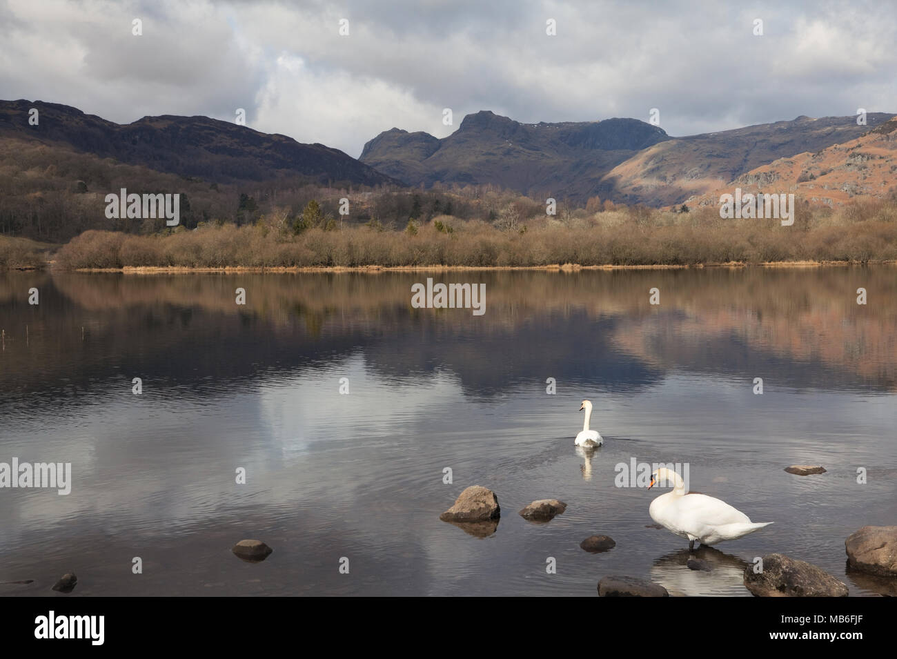 Cisnes en el lago Elter Water y los Langdale Pikes, Lake District, Reino Unido Foto de stock