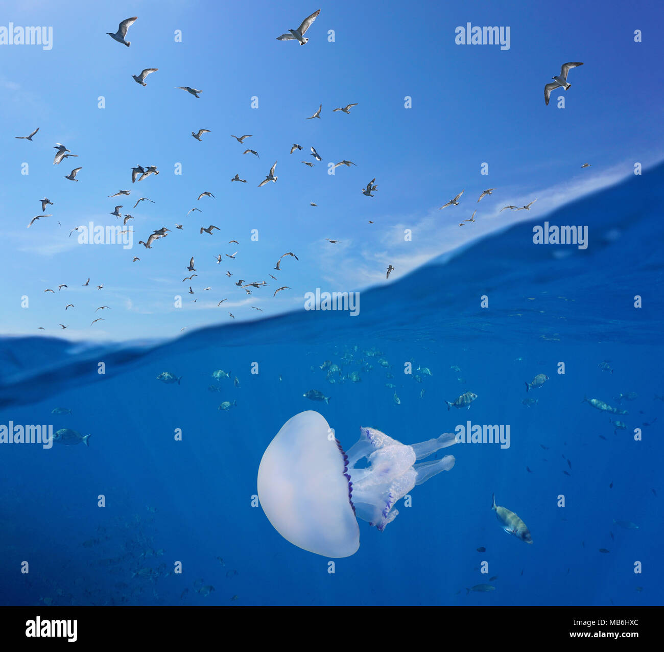 Mediterráneo gaviotas volando en el cielo, y los peces con un barril de medusas mar subacuáticos, vista dividida por encima y por debajo de la superficie del agua, España, Costa Brava Foto de stock