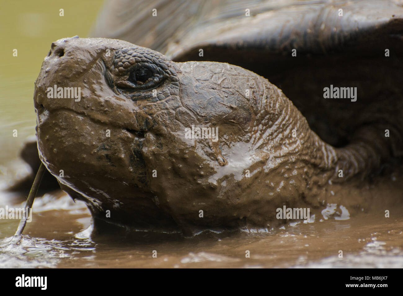 Una tortuga gigante de Galápagos (Chelonoidis nigra) tomando un baño de barro para escapar del calor. Estos sólo se encuentran en las islas Galápagos. Foto de stock