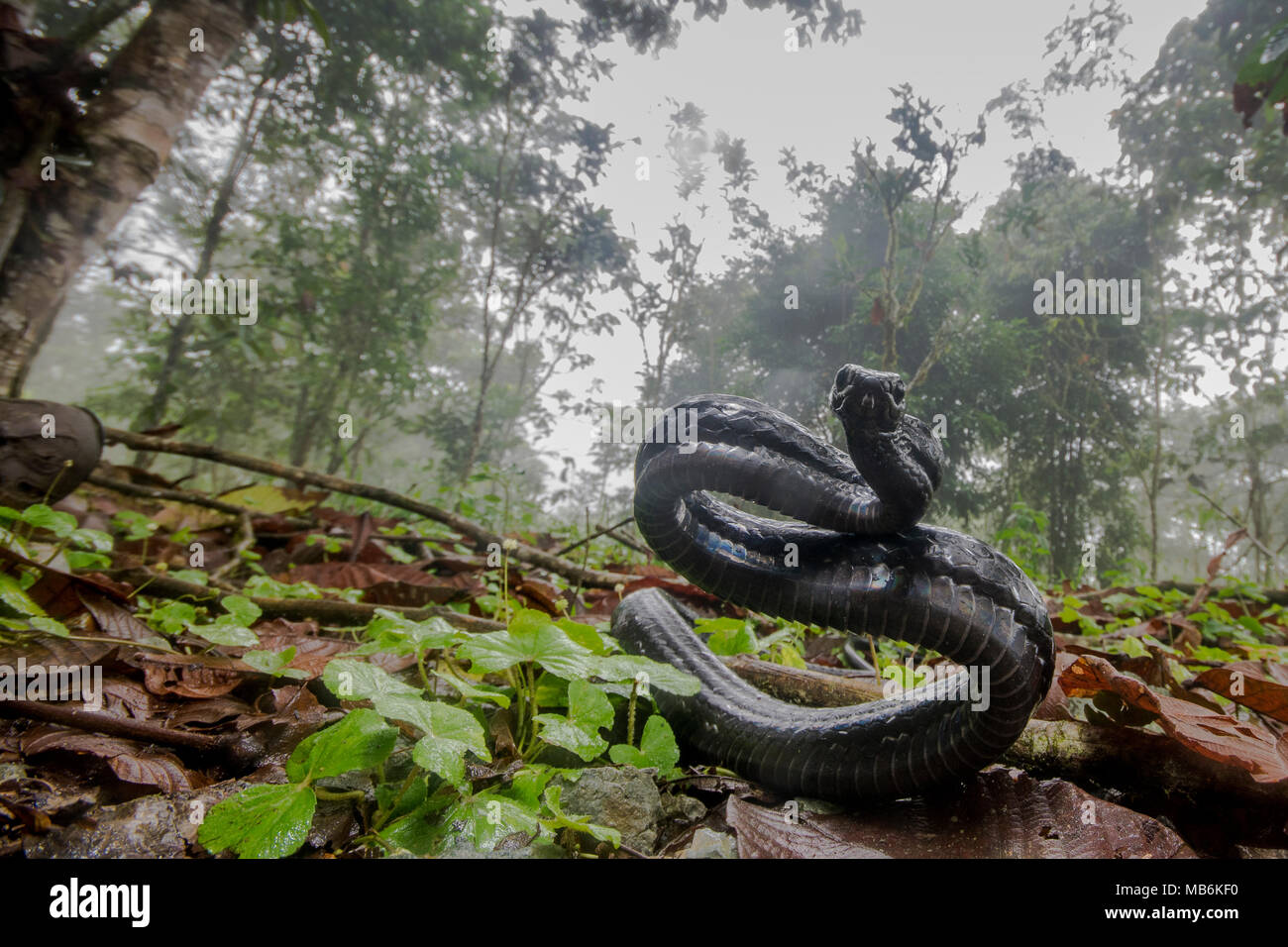 Enojado serpiente Chonta (Chironius grandisquamus) mostrando que está descontento con la atención y actuar agresivamente para asustar al fotógrafo. Foto de stock