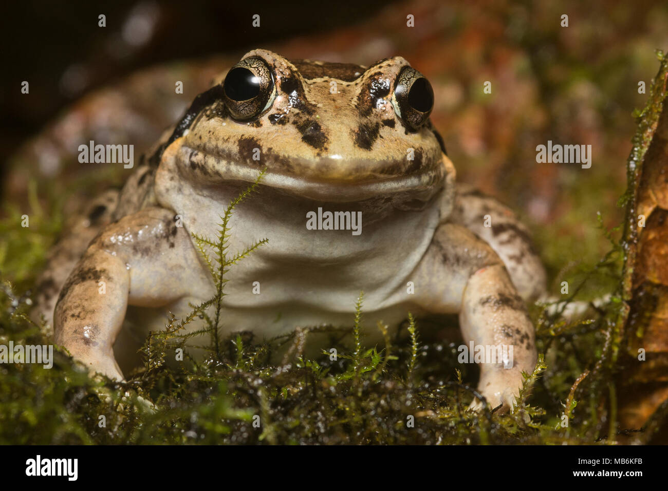 Una de ranas tropicales (Leptodactylus labrosus) en la familia