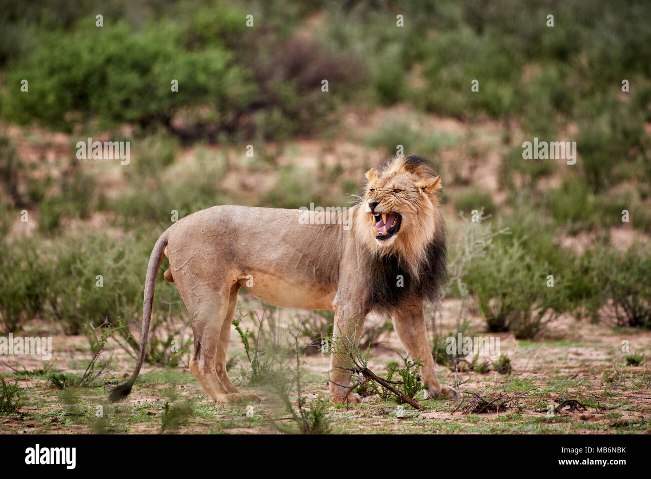 León macho, Panthera leo, flehmen para mujeres del Kalahari, paisaje, el Parque Transfronterizo Kgalagadi, Sudáfrica, África Foto de stock