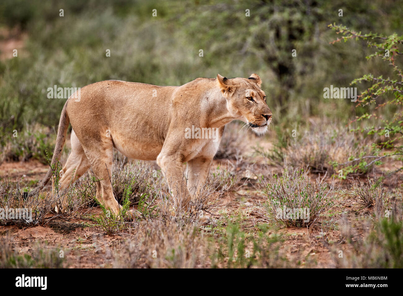 Leona, Panthera leo, deambulando por el paisaje del desierto de Kalahari, el Parque Transfronterizo Kgalagadi, Sudáfrica, África Foto de stock