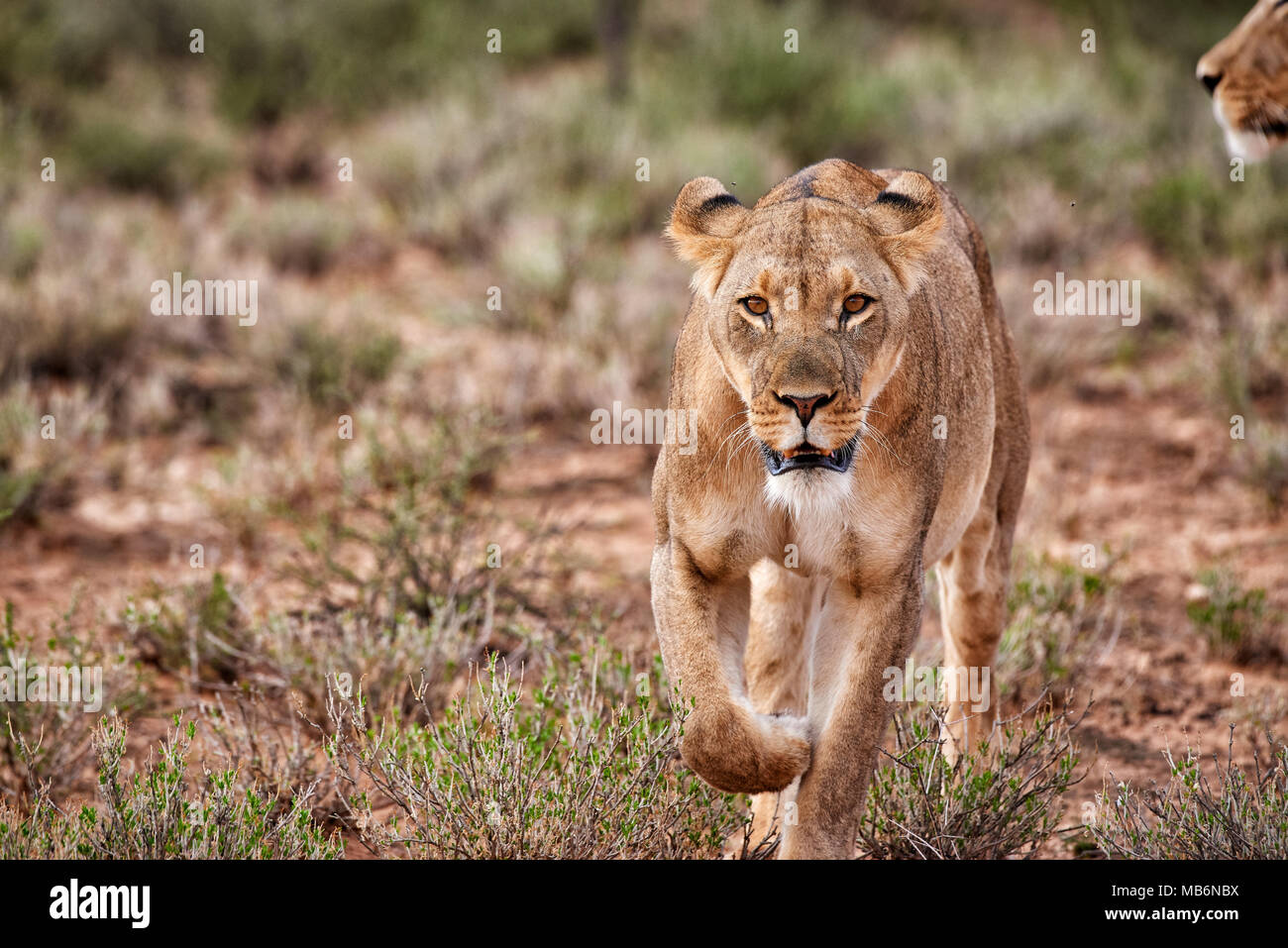 Leona, Panthera leo, deambulando por el paisaje del desierto de Kalahari, el Parque Transfronterizo Kgalagadi, Sudáfrica, África Foto de stock