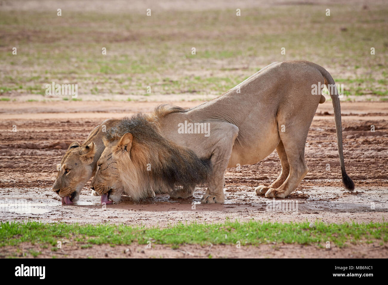 Pareja de leones, Panthera leo, bebiendo en un charco en el desierto de Kalahari, el Parque Transfronterizo Kgalagadi, Sudáfrica, África Foto de stock