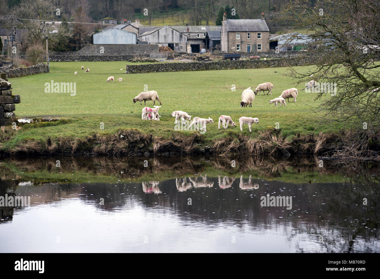 Yorkshire, Reino Unido. El 7 de abril de 2018. Corderos de primavera explorar las orillas del río Ribble, Langcliffe a Stackhouse, en Yorkshire Dales National Park, Gran Bretaña Credit: John Bentley/Alamy Live News Foto de stock