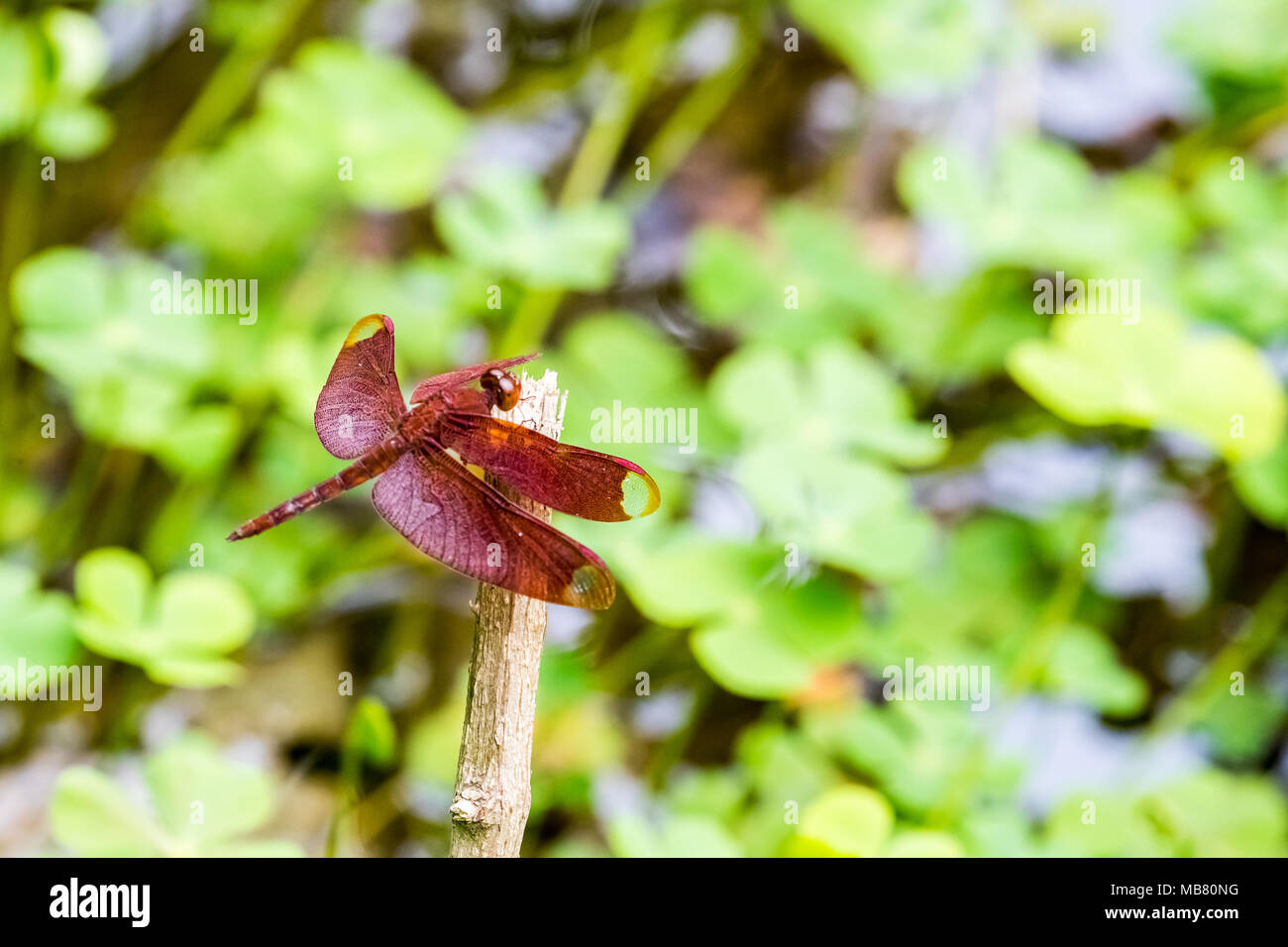 Retrato de dragonfly - Rojiza (Neurothemis Percher fulvia) Foto de stock