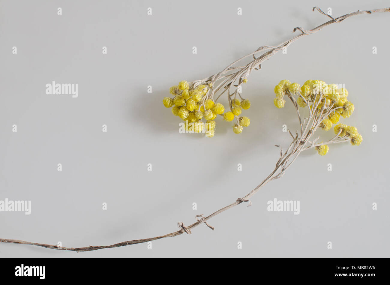 Composición con dos hermosas flores amarillas marchito Foto de stock
